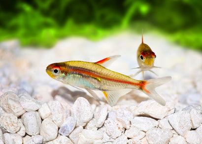 Coburg Aquarium | Glowlight Tetra | Live aquarium fish online