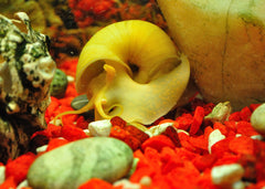Coburg Aquarium | Gold Mystery Snail | Shop live aquarium snails