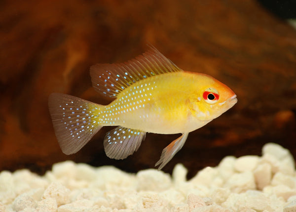 Coburg Aquarium|Shop Live Fish|Ramirezi - Gold Ram
