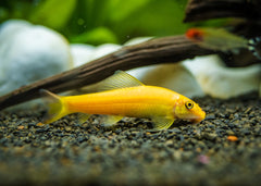 Coburg Aquarium | Gold Sucking Catfish | Live aquarium fish online