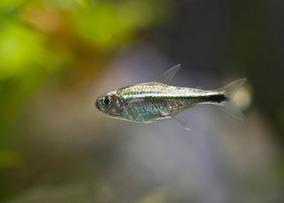 Coburg Aquarium | Gold Tetra | Shop live aquarium fish online