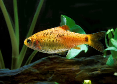 Coburg Aquarium | Golden Barb | Shop live aquarium fish online