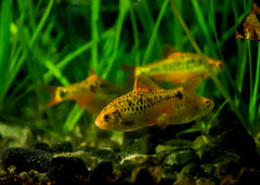 Coburg Aquarium | Golden Barb | Shop live aquarium fish online