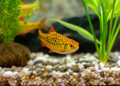 Coburg Aquarium | Golden Barb | Shop live aquarium fish online