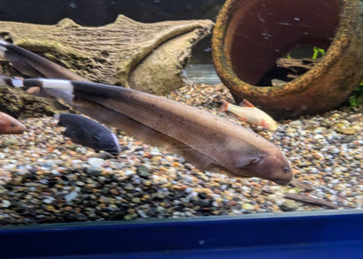 Ghost Knife Fish - Golden Ghost