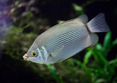Coburg Aquarium | Green Kissing Gourami | Shop tropical aquarium fish online