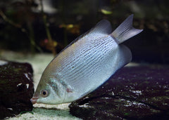Coburg Aquarium | Green Kissing Gourami | Shop tropical aquarium fish online
