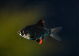 Tiger Barb - Green