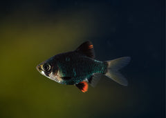 Coburg Aquarium | Green Tiger Barb | Shop Live Aquarium Fish Online