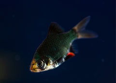 Coburg Aquarium | Green Tiger Barb | Shop Live Aquarium Fish Online