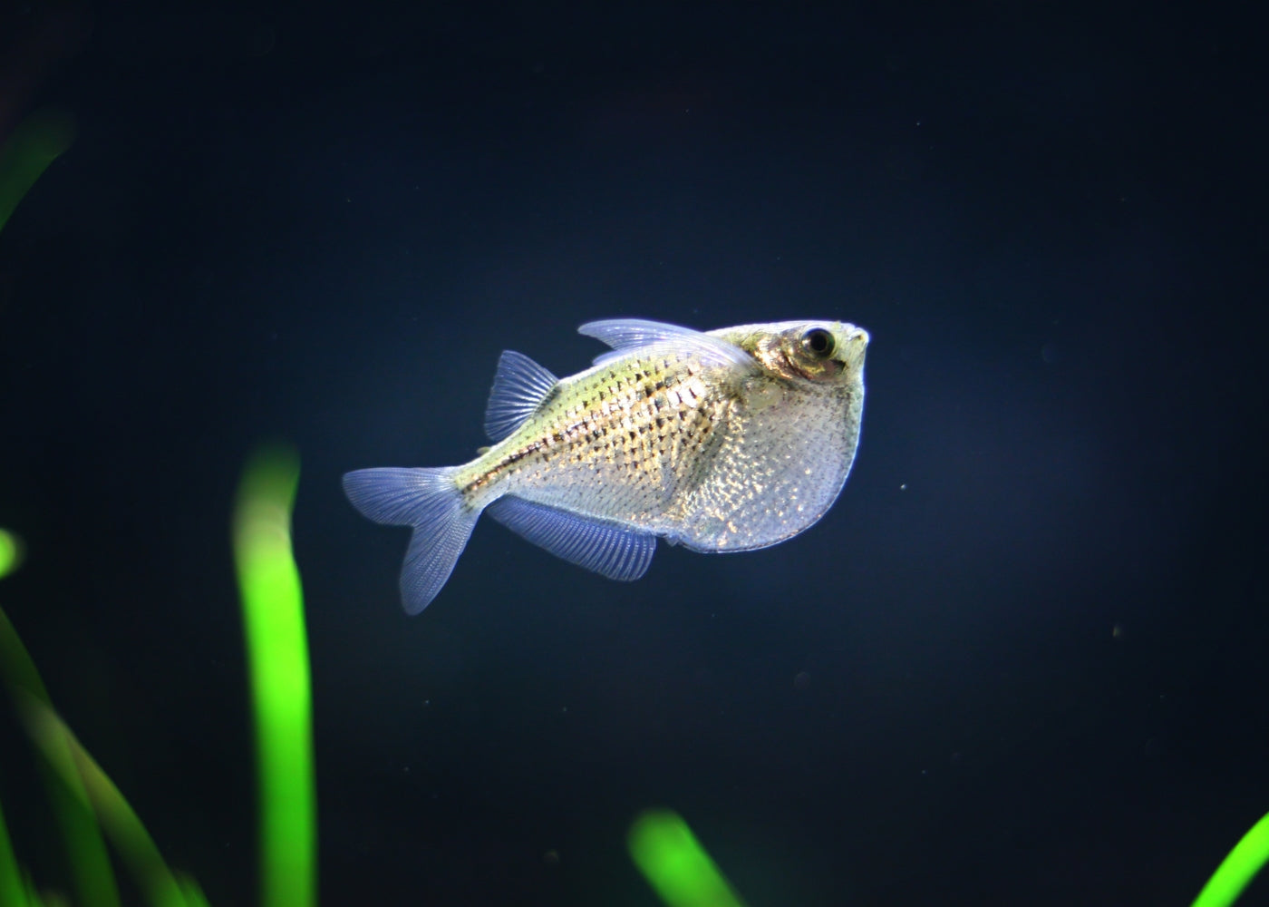 Hatb Fish Freshwater Hatchetfish