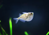 Hatchetfish - Silver