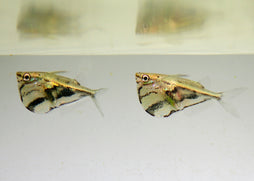 Coburg Aquarium | Hatchet Fish Marble | Live Aquarium Fish Online