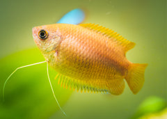 A single Honey Gourami swimming in a freshwater aquarium with green aquatic plants in the background.