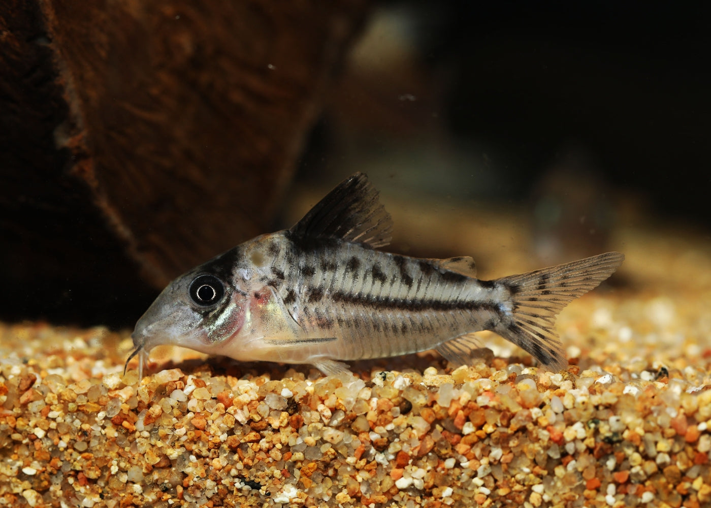 Coburg Aquarium | Incolicana Corydoras Catfish | Shop tropical aquarium fish online