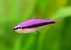 Emperor Tetra - Blue Kerri small white blue fish with dark blue stripe across it's stripped body.