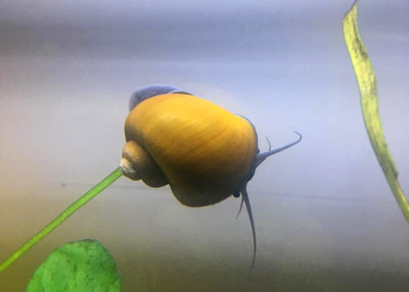 Coburg Aquarium | Jade Mystery Snail | Shop aquarium snails online