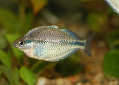 Coburg Aquarium | Kamaka Rainbowfish | Shop rainbowfish online