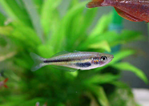Coburg Aquarium | Crimson Spotted Rainbowfish - Kangaroo Ck