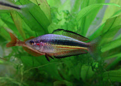 Coburg Aquarium | Kangaroo Creek Crimson Spotted Rainbow fish | Shop rainbowfish online 