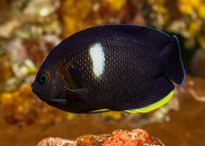 Coburg Aquarium | Angel - Keyhole