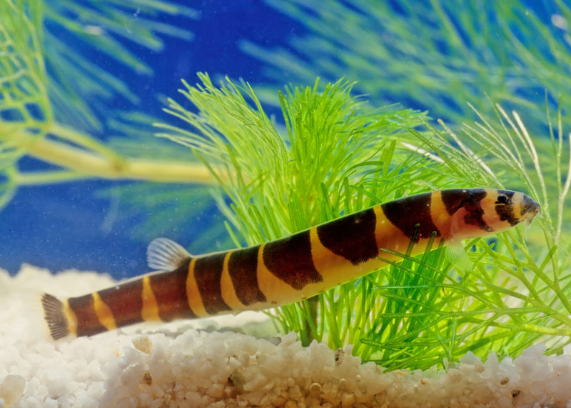 Kuhli Loach Buy Freshwater Loach Fish Coburg Aquarium