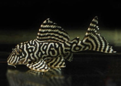 Coburg Aquarium | King Tiger Pleco | Aquarium fish for sale | Catfish