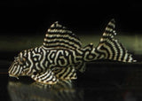 Hypancistrus Sp. L066 (King Tiger Pleco)