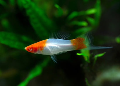 Swordtail Koi Red And White (Kohaku)
