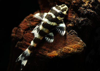 Coburg Aquarium | Peckoltia compa. L134 - Leopard Frog Pleco | Shop freshwater aquarium fish online | Catfish