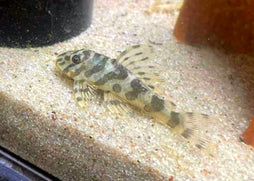 Coburg Aquarium | Peckoltia compa. L134 - Leopard Frog Pleco | Shop live aquarium fish online