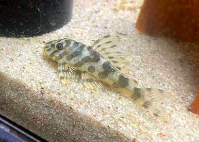 Coburg Aquarium | Peckoltia compa. L134 - Leopard Frog Pleco | Shop live aquarium fish online