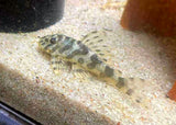 Peckoltia compa. L134 - Leopard Frog Pleco