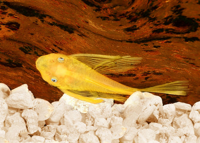 LEMON BLUE EYE BRISTLENOSE - L144 - LONGFIN