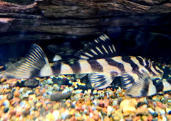 Coburg Aquarium | Pleco L168 | Shop live aquarium fish online
