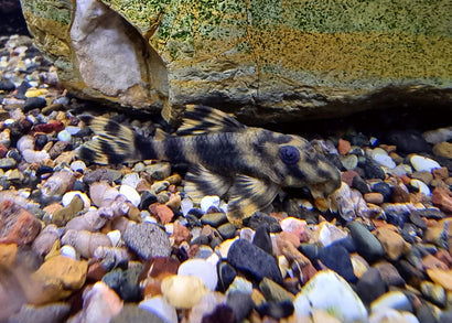 Coburg Aquarium | Peckoltia Lineola L202 | Shop freshwater aquarium fish online