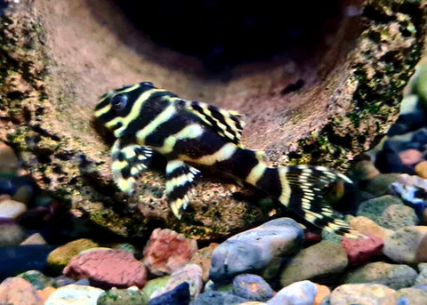 Coburg Aquarium | Hypancistrus Sp. L270 (Chocolate Zebra Pleco)