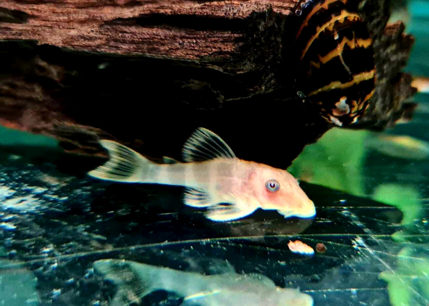 Coburg Aquarium | King Tiger Pleco Hypancistrus Sp. L333 - Albino