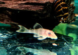 Hypancistrus Sp. L333 - Albino