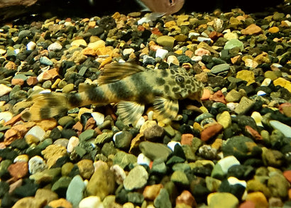 Coburg Aquarium | Peckoltia species L387 - Pleco | Shop freshwater aquarium fish online