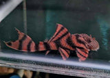 Panaqolus sp. L397 - Alenquer Tiger Pleco