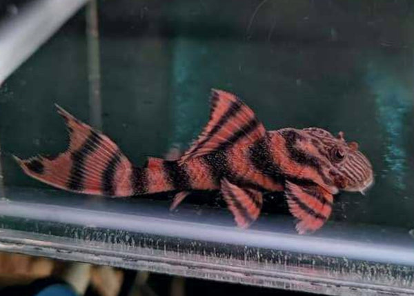 Coburg Aquarium | Panaqolus sp. L397 - Alenquer Tiger Pleco