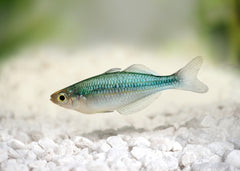 Coburg Aquarium | Lake Kutubu Rainbow Fish | Shop rainbowfish online
