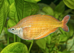 Coburg Aquarium | Lake Tebera Rainbowfish | Shop rainbowfish online