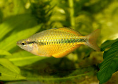 Coburg Aquarium | Lake Tebera Rainbowfish | Shop rainbowfish online