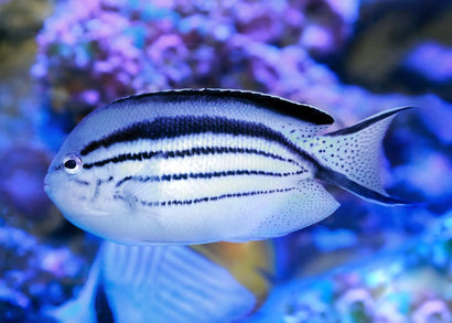 Coburg Aquarium | Lamarck angelfish