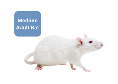 Coburg Aquarium | Frozen Medium Adult Rat | Shop reptile food