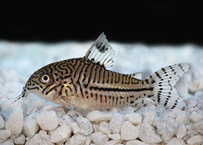 Coburg Aquarium | Leopard Corydoras | Live aquarium fish online