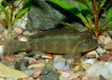 Lionhead Cichlid