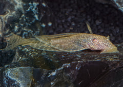 Coburg Aquarium | Long Fin Bristle Nose Catfish | Live aquarium fish online